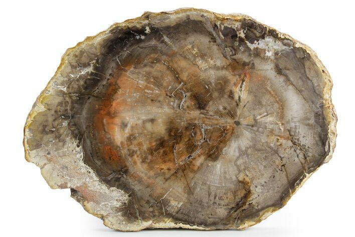 Polished Petrified Wood (Araucaria) Round - Madagascar #358047